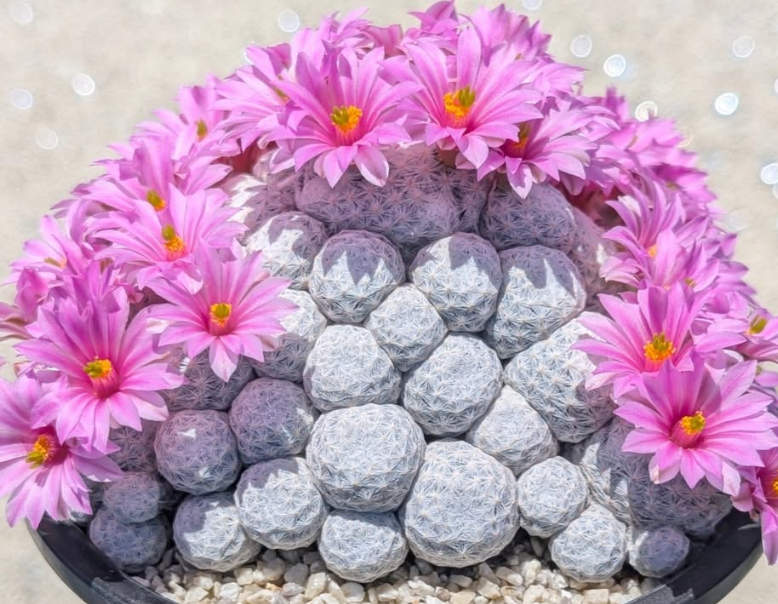 Mammillaria herrerae 15 Pieces Seeds