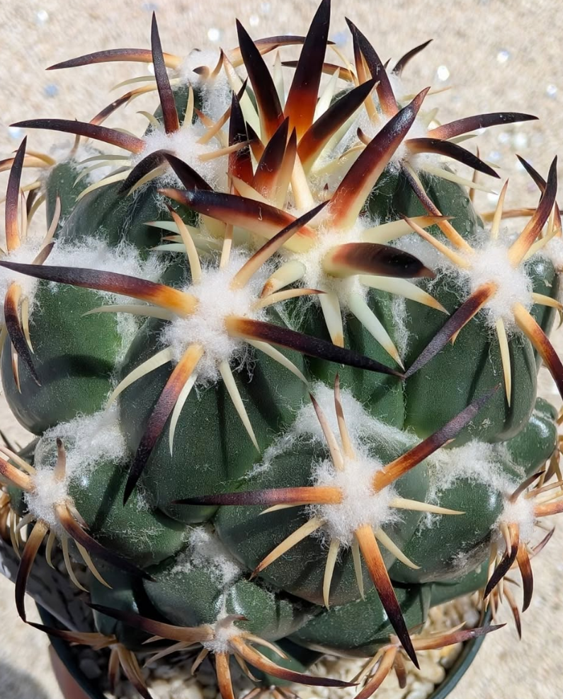 Coryphantha tripugionacantha 10 Pieces Seeds