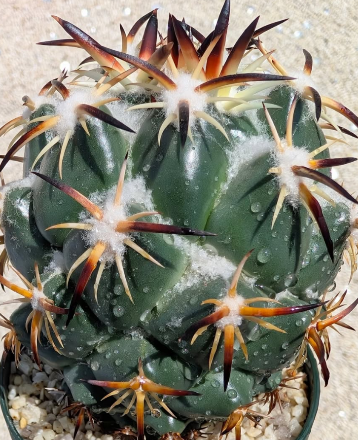 Coryphantha tripugionacantha 10 Pieces Seeds