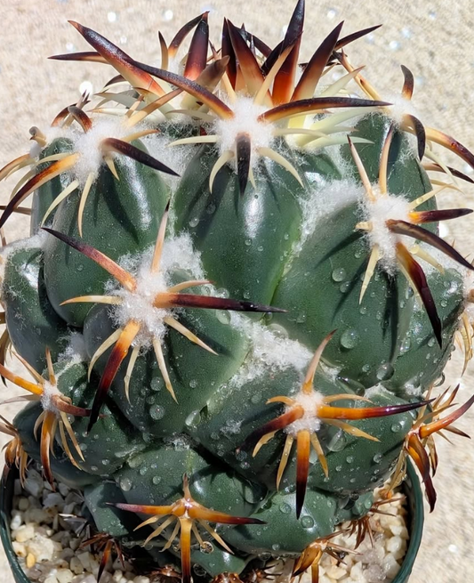 Coryphantha tripugionacantha 10 Pieces Seeds