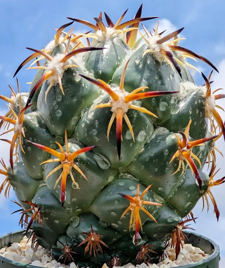 Coryphantha tripugionacantha 10 Pieces Seeds