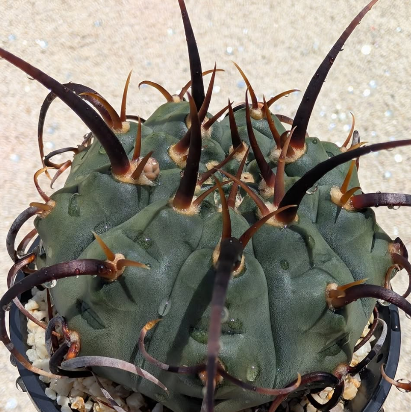 Gymnocalycium vatteri 10 Pieces Seeds