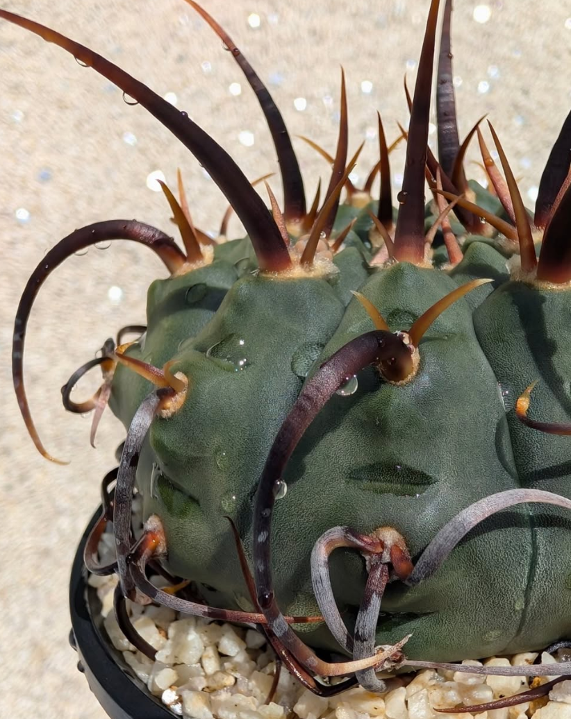 Gymnocalycium vatteri 10 Pieces Seeds