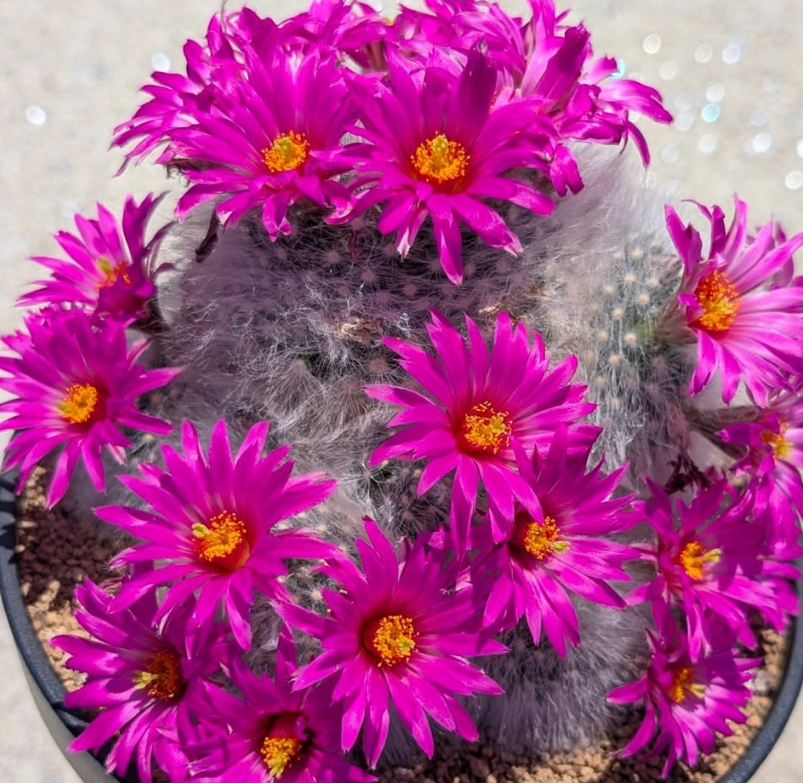 Mammillaria guelzowiana 15 Pieces Seeds
