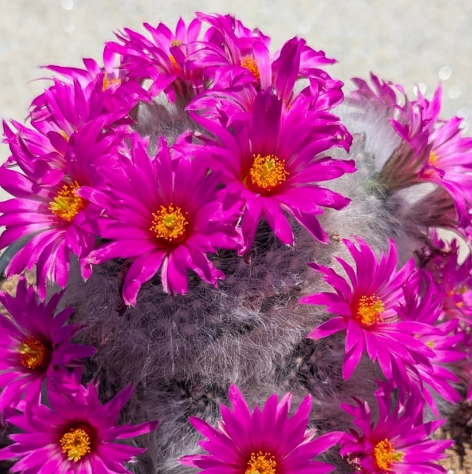 Mammillaria guelzowiana 15 Pieces Seeds