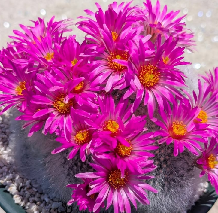 Mammillaria guelzowiana 15 Pieces Seeds