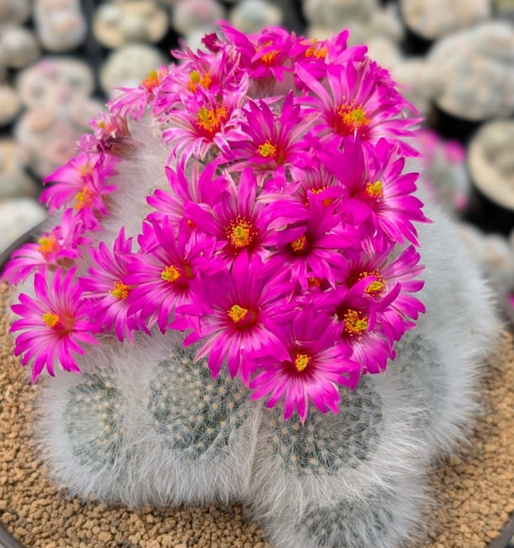 Mammillaria guelzowiana 15 Pieces Seeds