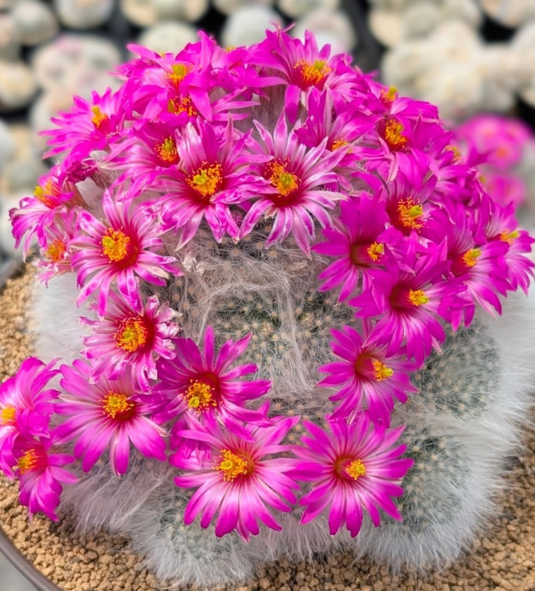 Mammillaria guelzowiana 15 Pieces Seeds