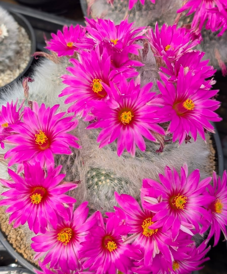 Mammillaria guelzowiana 15 Pieces Seeds