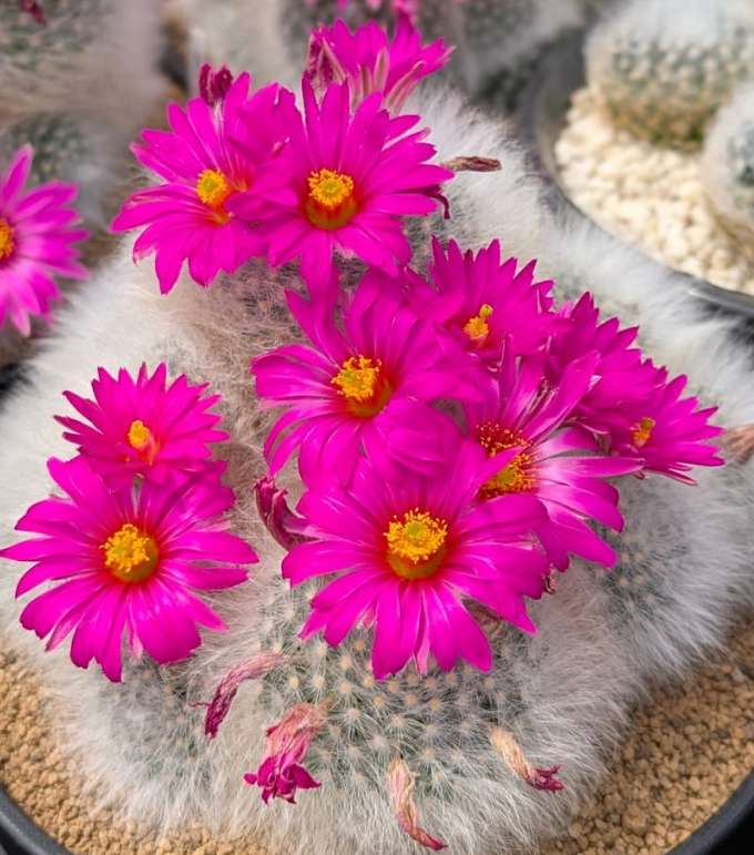 Mammillaria guelzowiana 15 Pieces Seeds