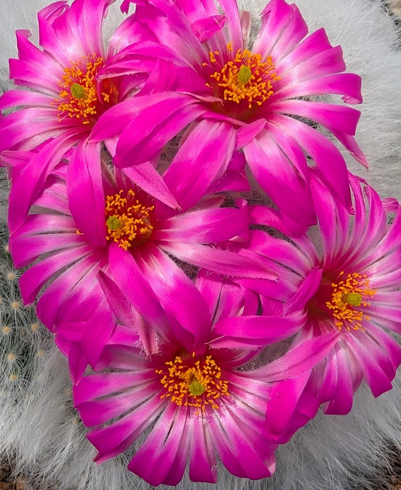 Mammillaria guelzowiana 15 Pieces Seeds