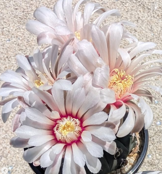 Gymnocalycium stellatum var. kleinianum 10 Pieces Seeds