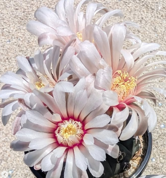Gymnocalycium stellatum var. kleinianum 10 Pieces Seeds