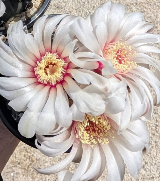 Gymnocalycium stellatum var. kleinianum 10 Pieces Seeds
