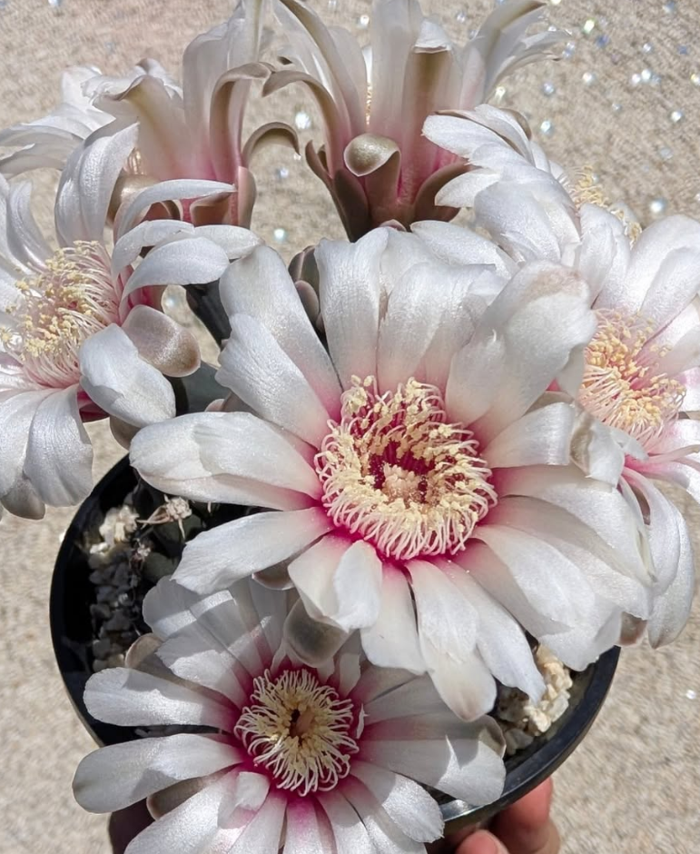 Gymnocalycium stellatum var. kleinianum 10 Pieces Seeds