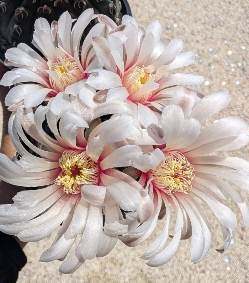 Gymnocalycium stellatum var. kleinianum 10 Pieces Seeds