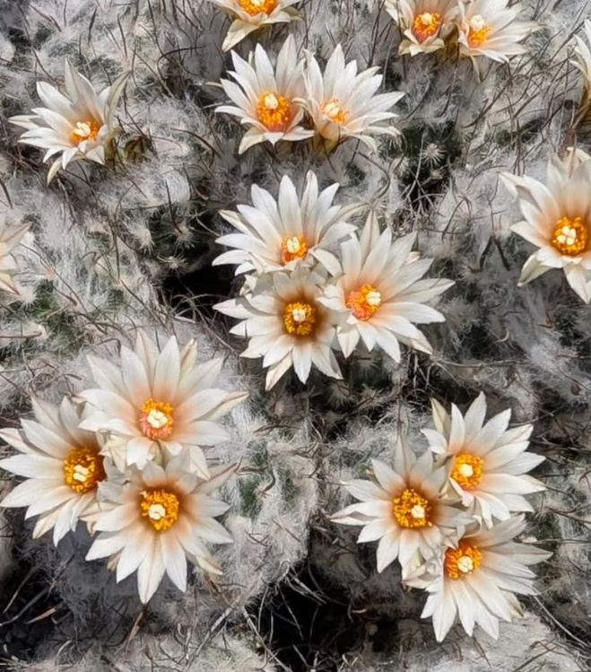 Turbinicarpus schmiedickeanus subs. dickisoniae 10 Pieces Seeds