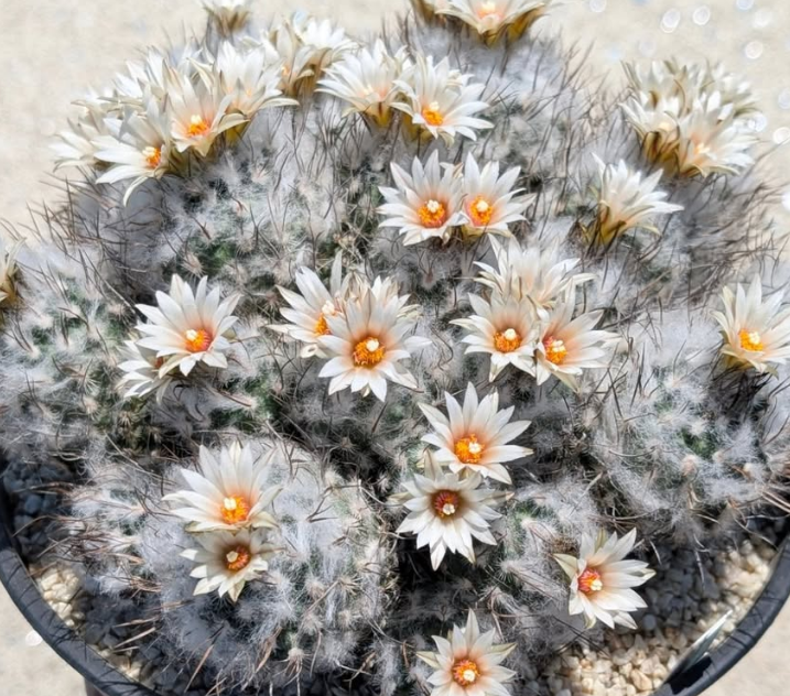 Turbinicarpus schmiedickeanus subs. dickisoniae 10 Pieces Seeds