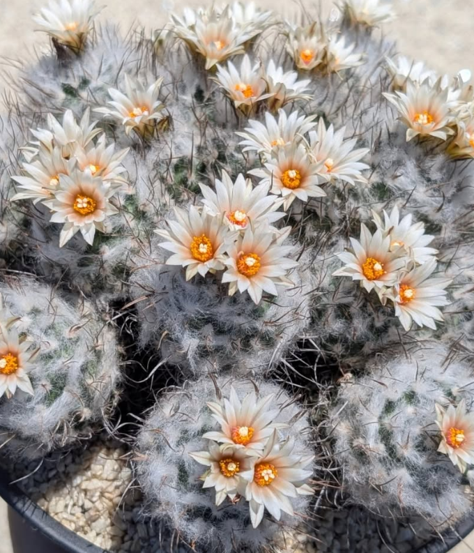 Turbinicarpus schmiedickeanus subs. dickisoniae 10 Pieces Seeds