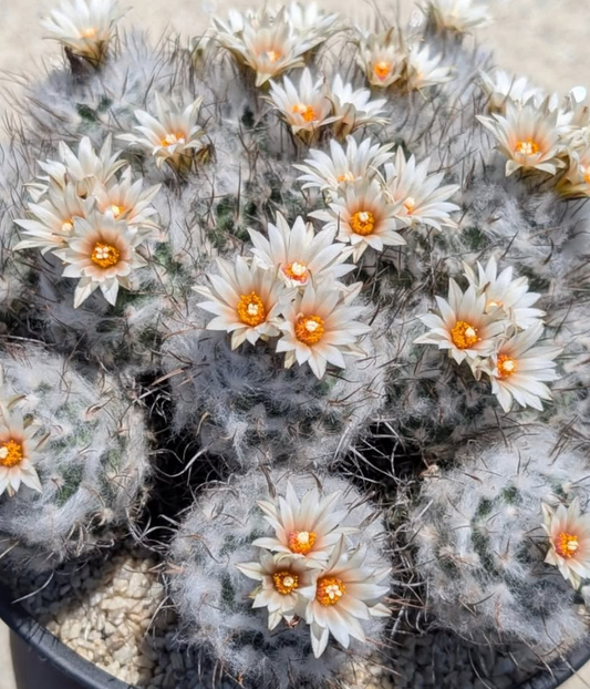Turbinicarpus schmiedickeanus subs. dickisoniae 10 Pieces Seeds