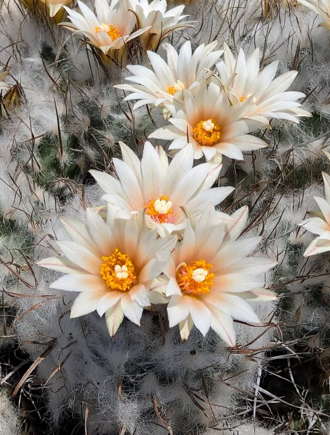 Turbinicarpus schmiedickeanus subs. dickisoniae 10 Pieces Seeds