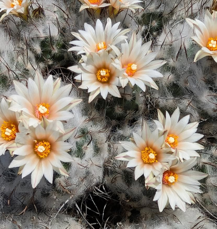 Turbinicarpus schmiedickeanus subs. dickisoniae 10 Pieces Seeds