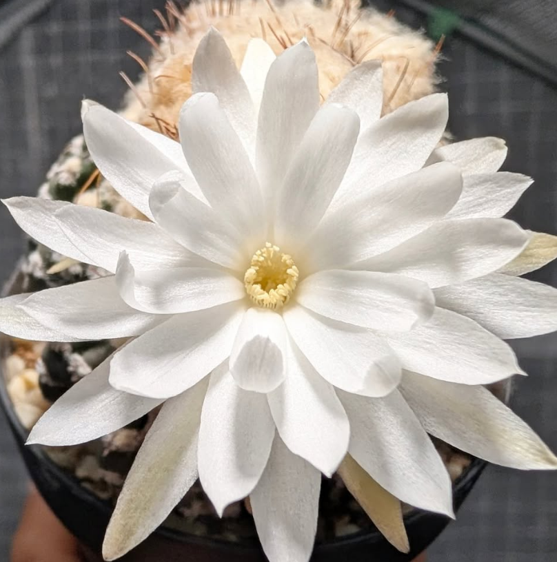 Discocactus horstii 10 Pieces Seeds