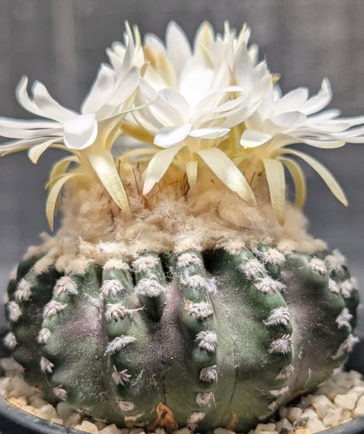 Discocactus horstii 10 Pieces Seeds