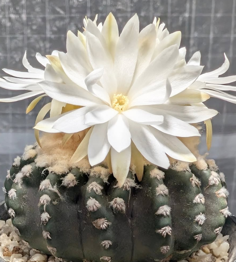Discocactus horstii 10 Pieces Seeds