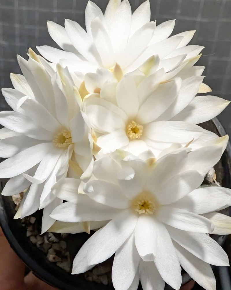 Discocactus horstii 10 Pieces Seeds