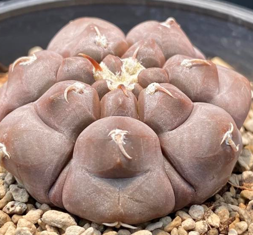 Gymnocalycium prochazkianum 10 Pieces Seeds