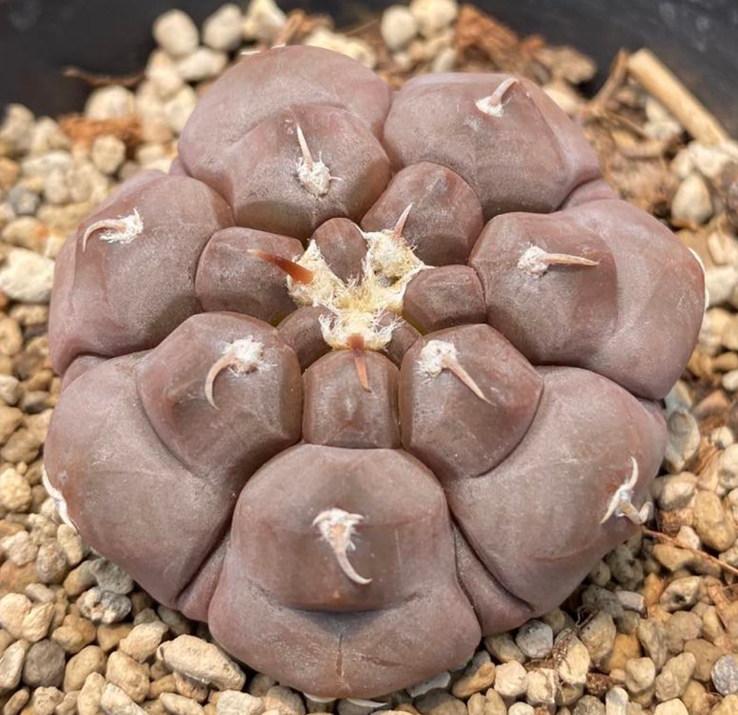 Gymnocalycium prochazkianum 10 Pieces Seeds