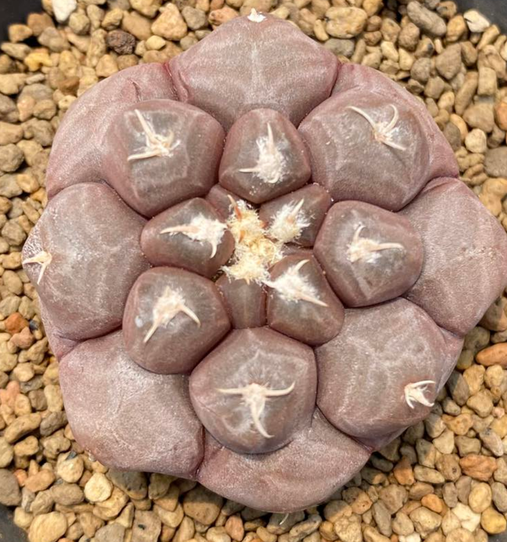Gymnocalycium prochazkianum 10 Pieces Seeds