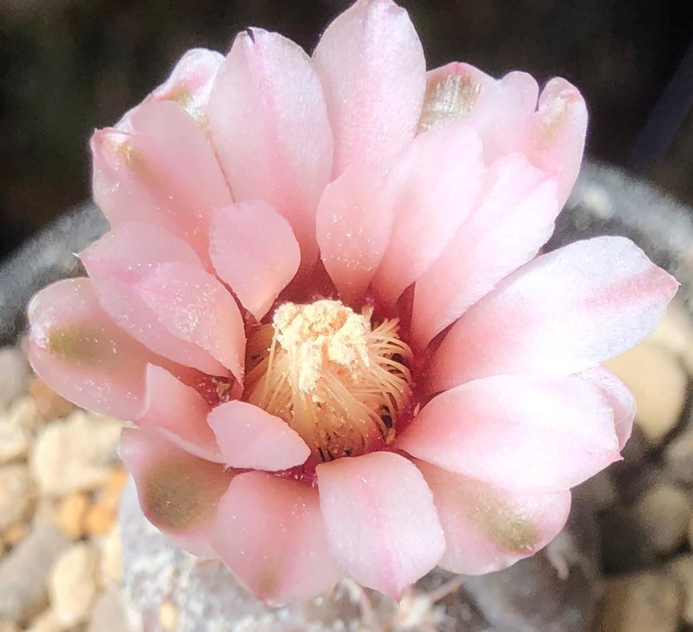 Gymnocalycium prochazkianum 10 Pieces Seeds