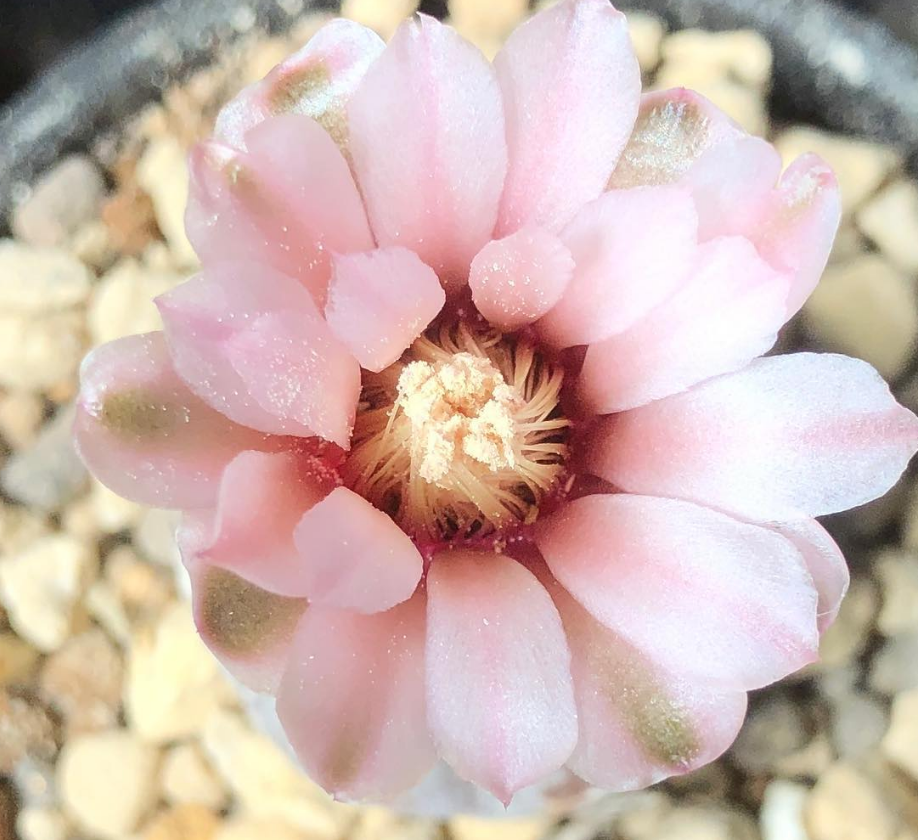 Gymnocalycium prochazkianum 10 Pieces Seeds