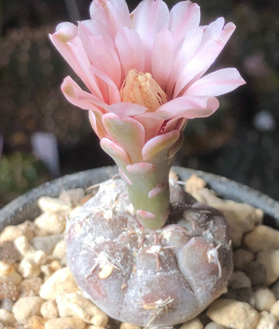 Gymnocalycium prochazkianum 10 Pieces Seeds