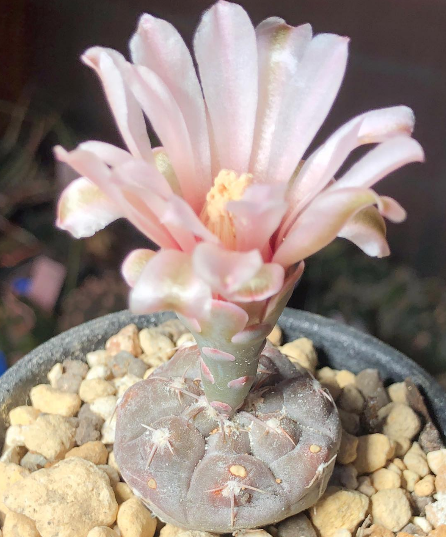 Gymnocalycium prochazkianum 10 Pieces Seeds
