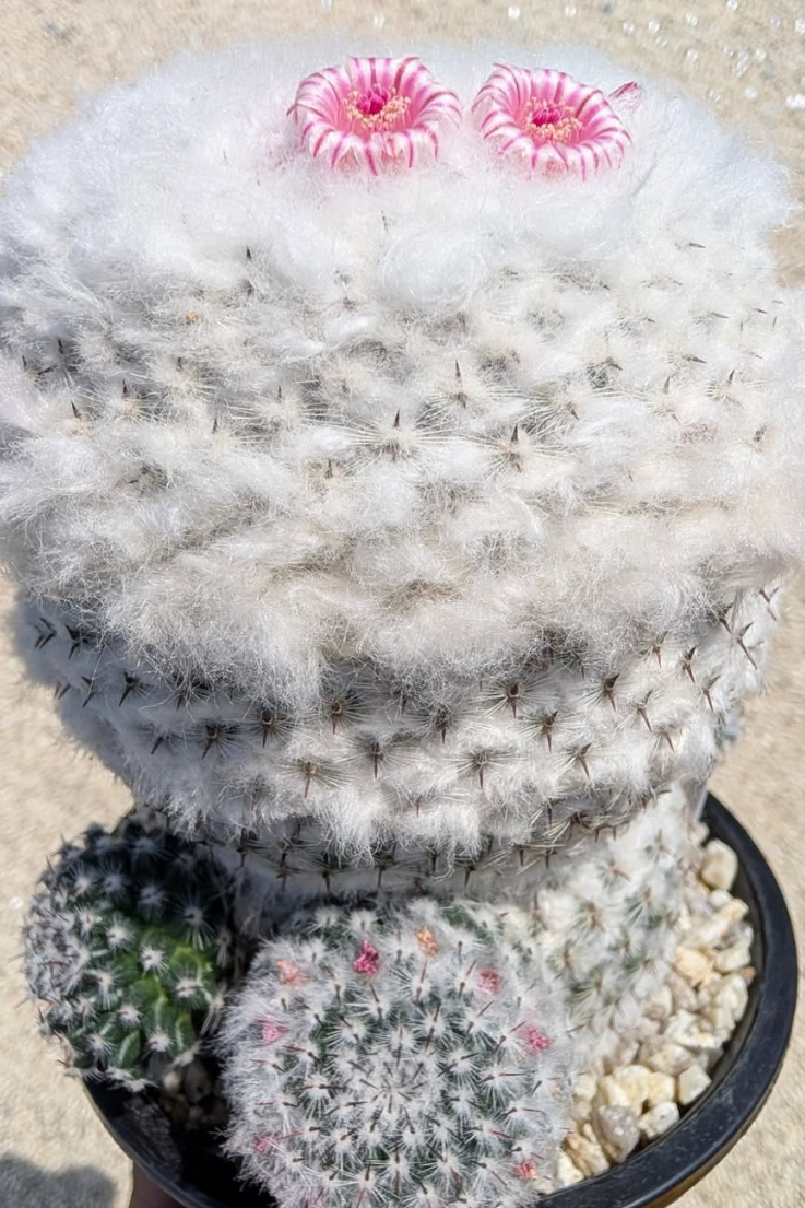 Mammillaria brauneana 15 Pieces Seeds