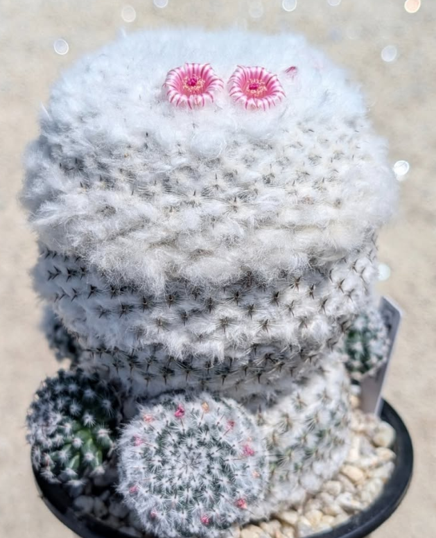 Mammillaria brauneana 15 Pieces Seeds