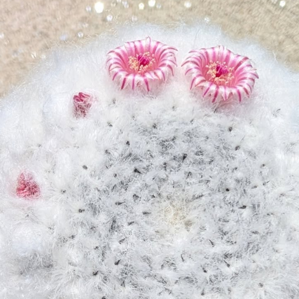 Mammillaria brauneana 15 Pieces Seeds