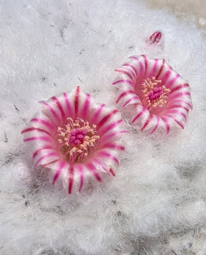 Mammillaria brauneana 15 Pieces Seeds