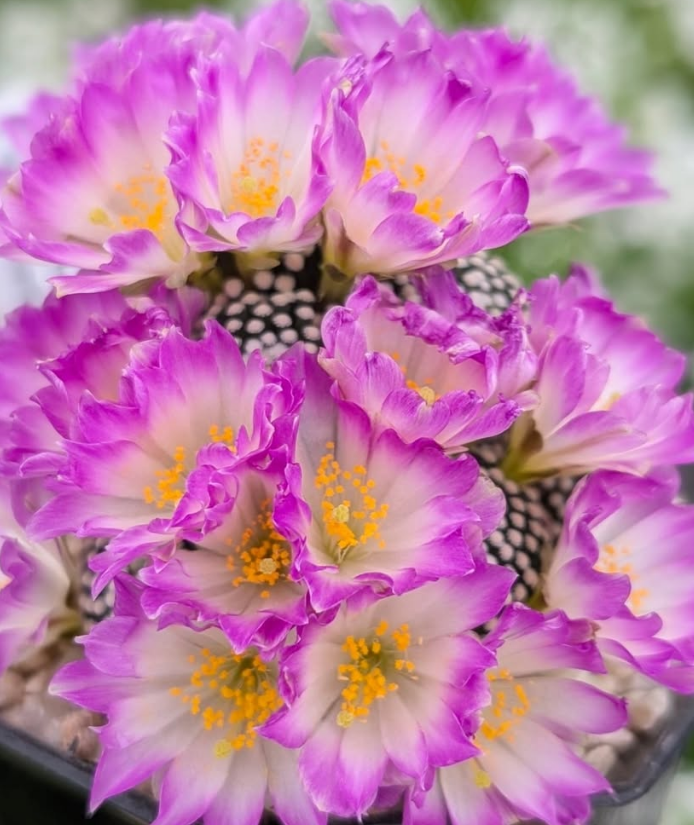 Mammillaria luethyi 10 Pieces Seeds