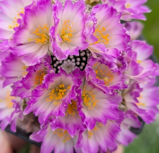 Mammillaria luethyi 10 Pieces Seeds