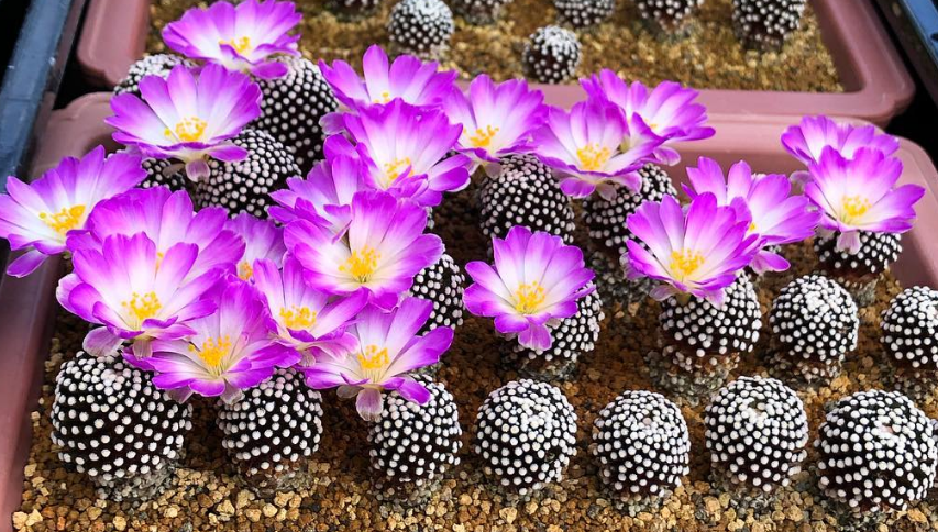 Mammillaria luethyi 10 Pieces Seeds