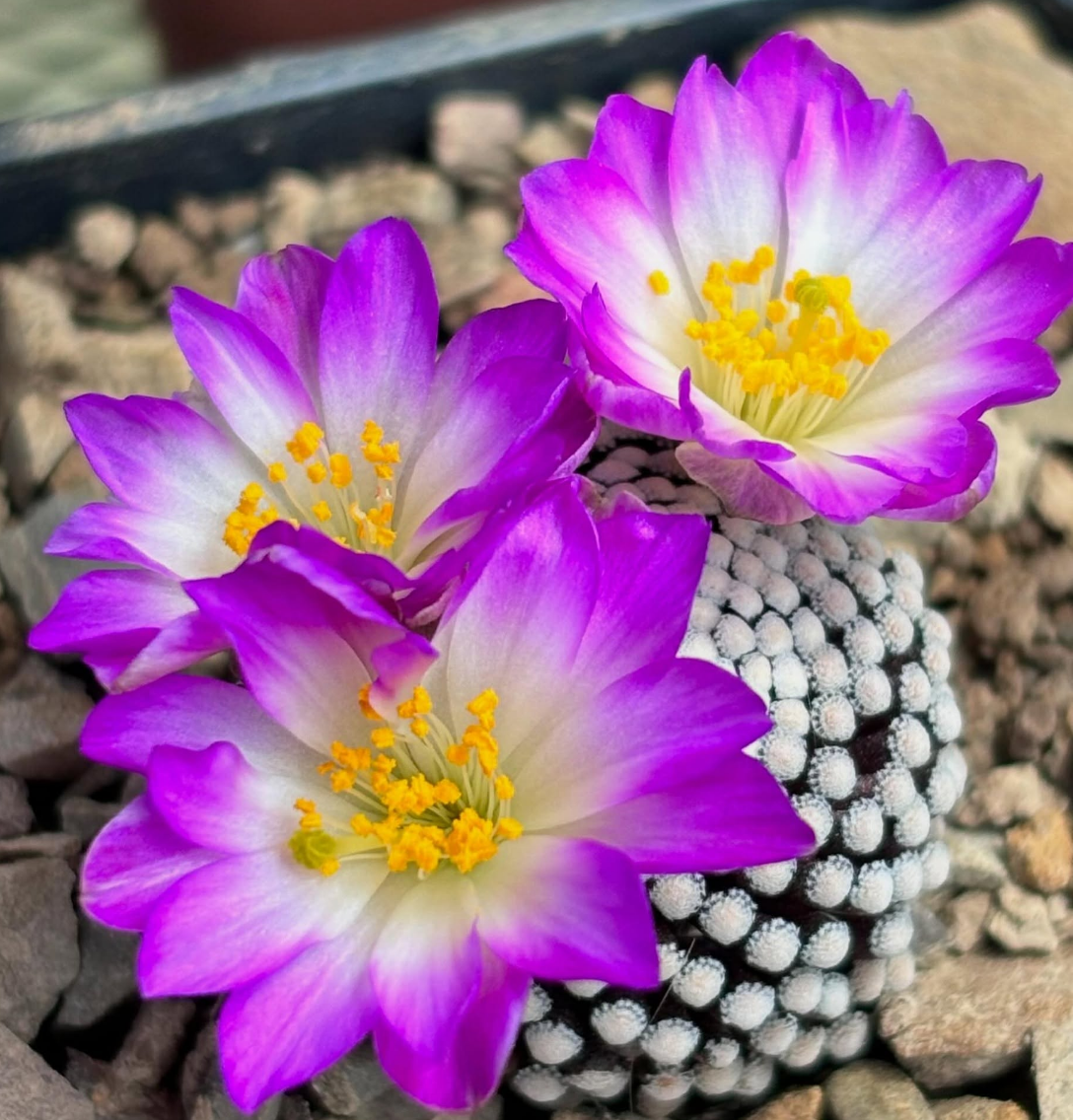 Mammillaria luethyi 10 Pieces Seeds