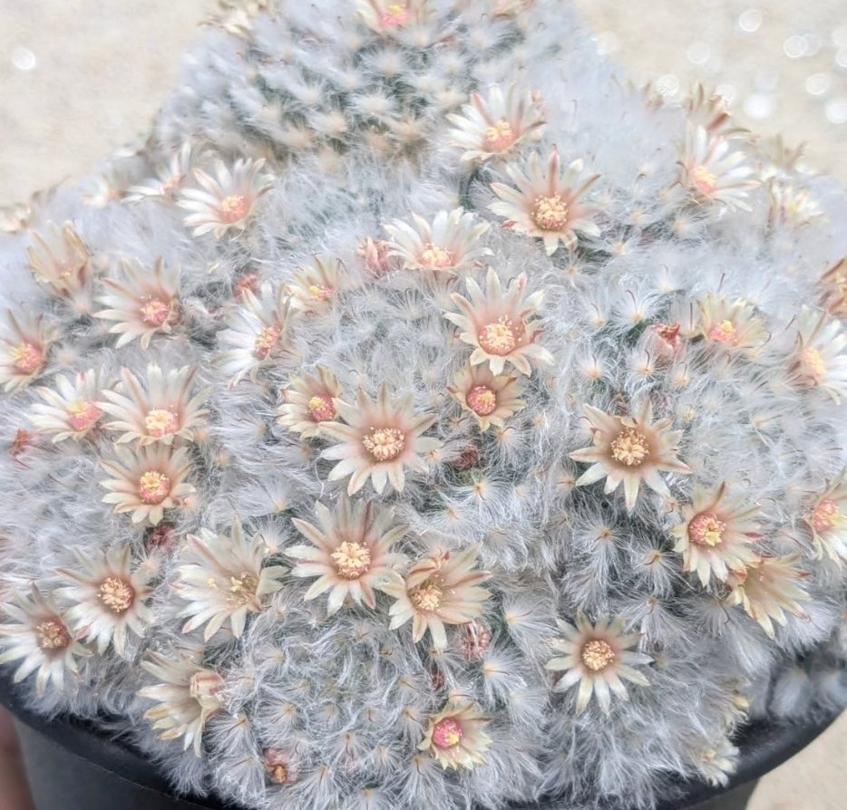 Mammillaria bocasana 15 Pieces Seeds