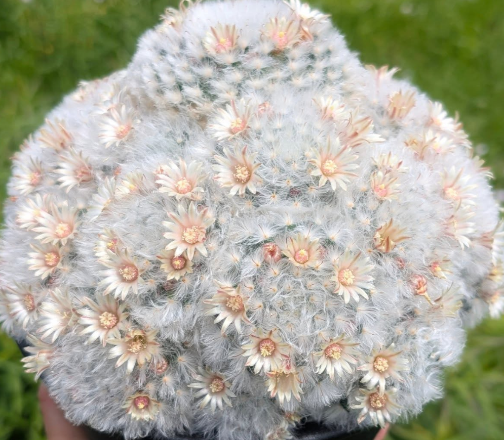 Mammillaria bocasana 15 Pieces Seeds