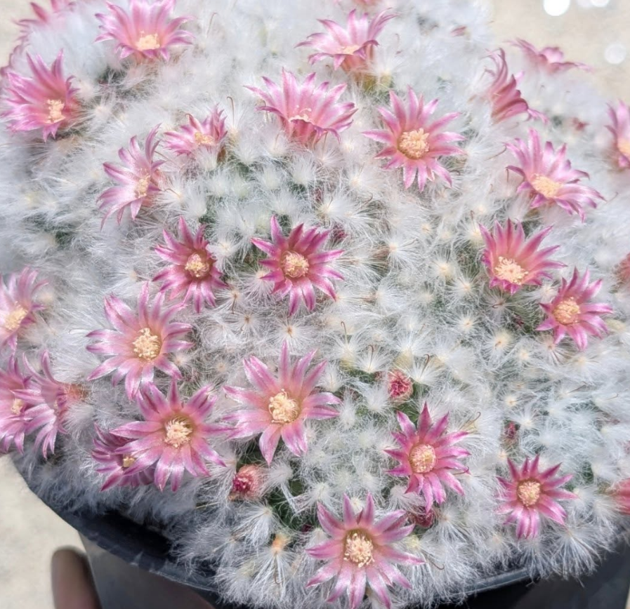 Mammillaria bocasana 15 Pieces Seeds