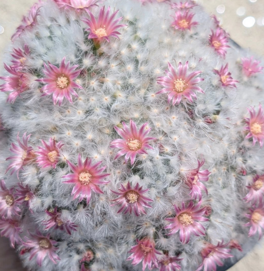 Mammillaria bocasana 15 Pieces Seeds