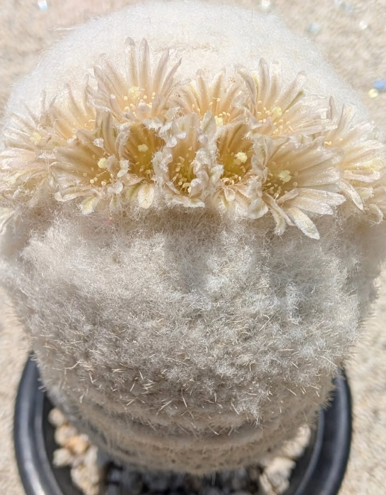 Epithelantha bokei 12 Pieces Seeds